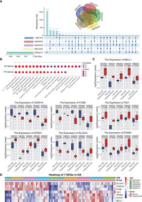 Identification of SCRG1 as a Potential Therapeutic Target for Human Synovial Inflammation